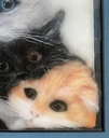 IMG_4674.jpeg