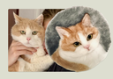 Personalisierte Tierporträt